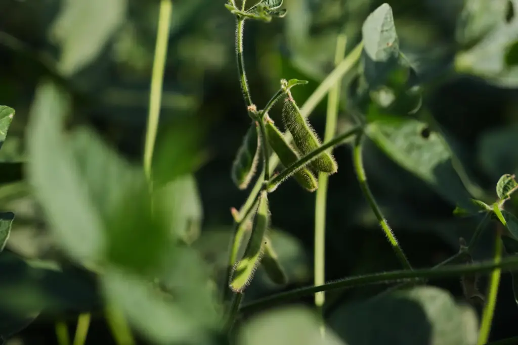 Genetically-engineered soybeans grow at a research farm in Champaign, Illinois.