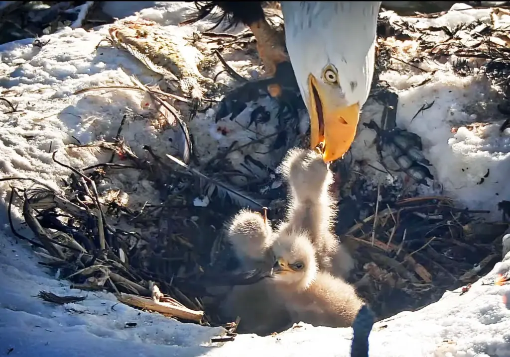Jackie with three eaglets to feed in the Big Bear...