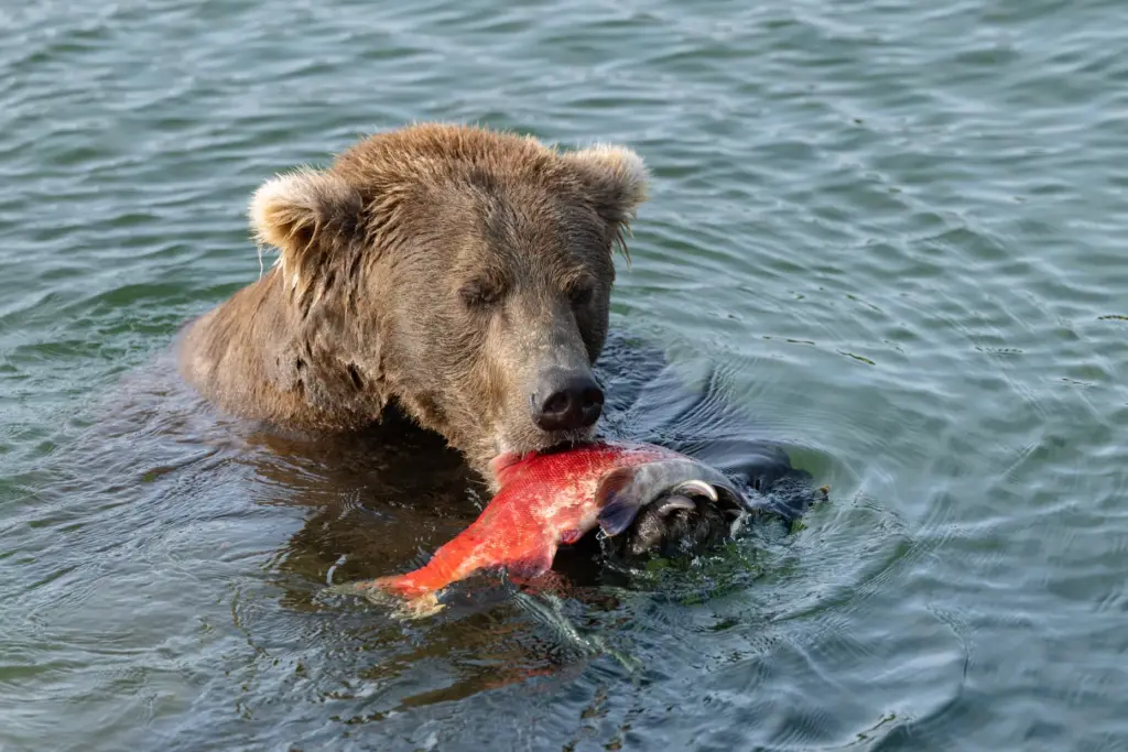 A bear munches a salmon in Alaska's Katmai National Park and Preserve.