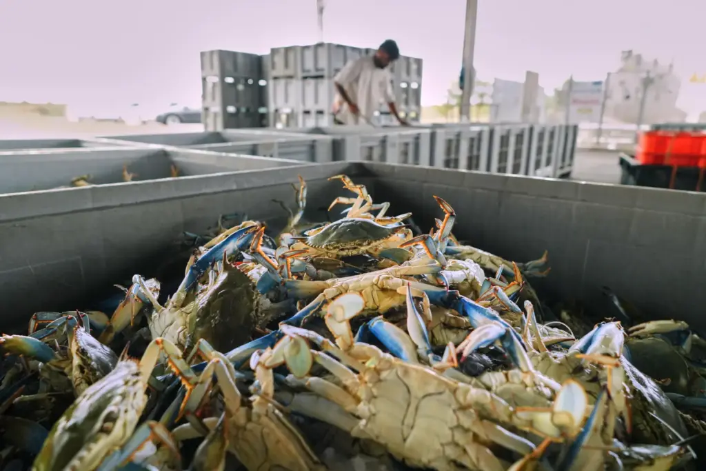 Blue crabs are seen inside a crate in a processing plant.