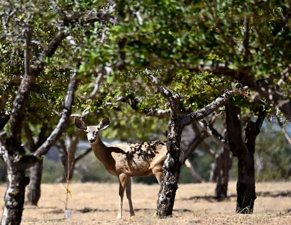 A mule deer stands in a apple orchard as it...