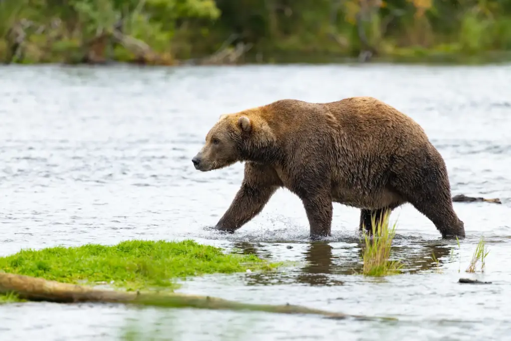 A bear strolls in Alaska's Katmai National Park and Preserve.