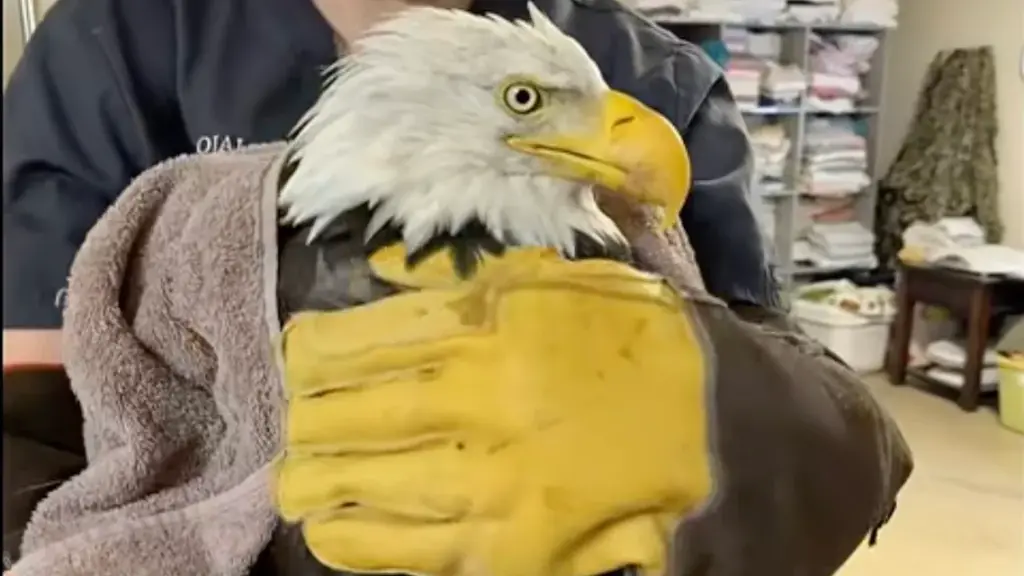 A screengrab shows Jackie with an Ojai Raptor Center medical...