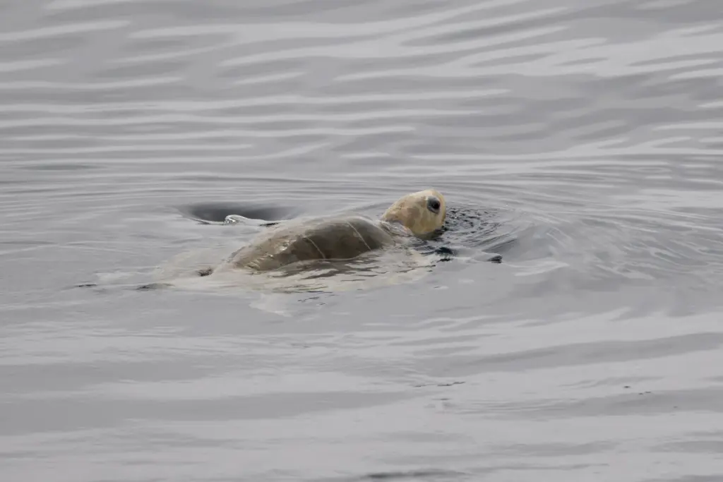 A rehabilitated olive ridley sea turtle swims off the coast...