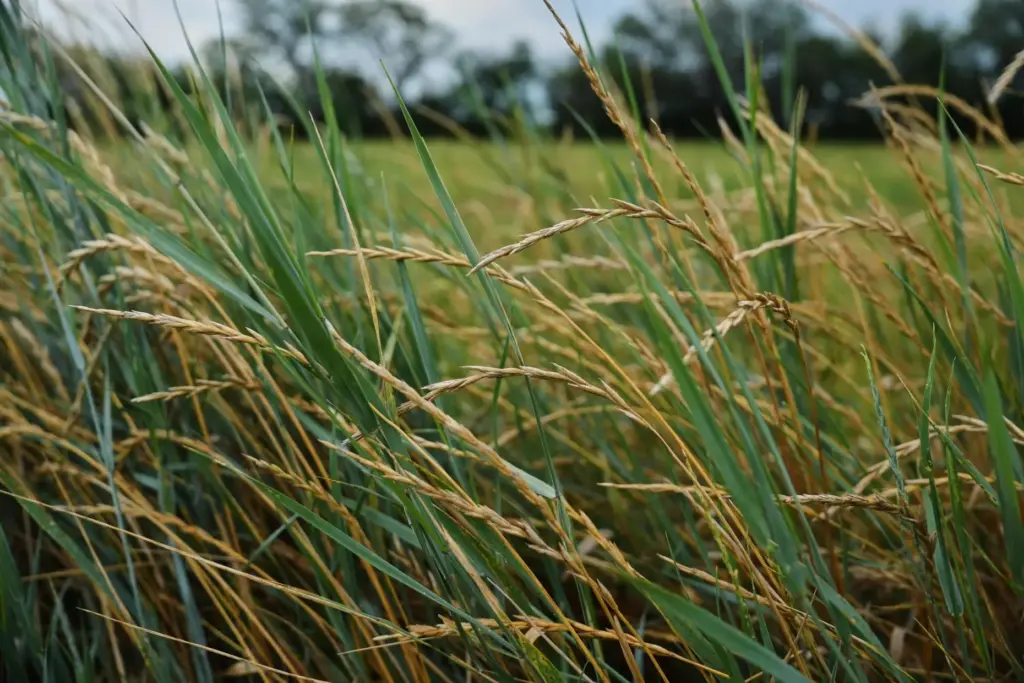 Perennial wheat grows in a research field.