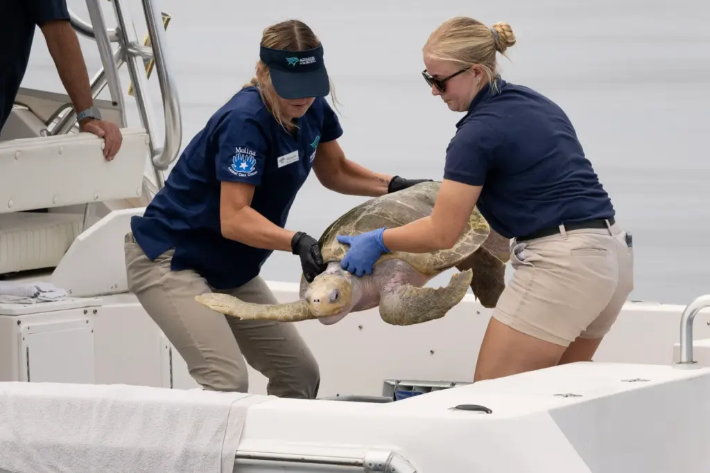 The Aquarium of the Pacific releases an olive ridley sea...