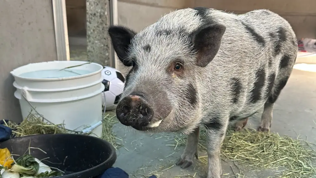 Honey the pig found a new home after an appear...