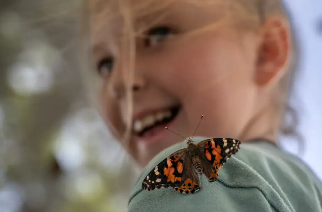 Wednesday Rose, 8, mingles with a butterfly inside a booth...