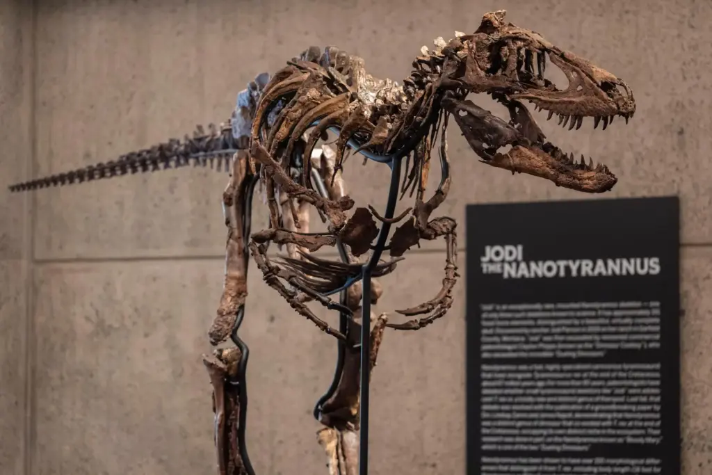 Jodi, a mounted Nanotyrannus skeleton, of the Cretaceous Period, approximately...