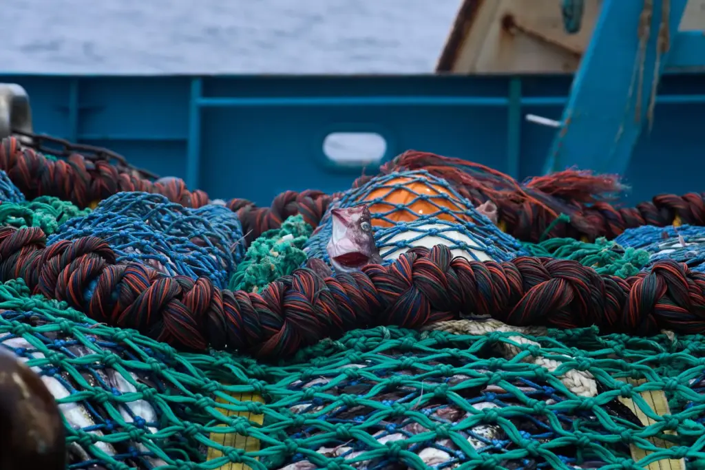 Pollock pack a trawl net so tightly that their heads...