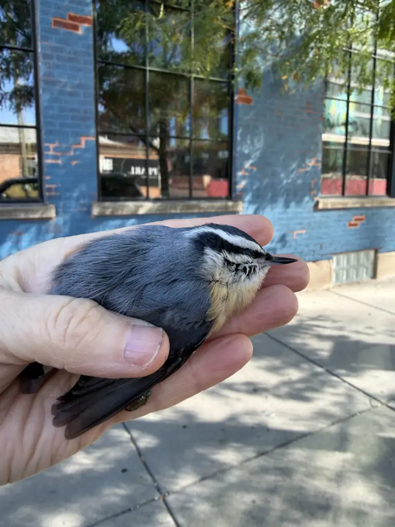 A dead red-breasted nuthatch is recovered by Jennifer Bell, a...