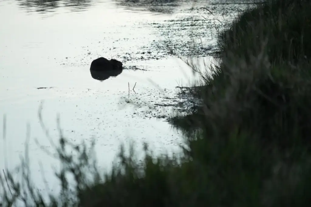A beaver sits in the Green River, Thursday, Aug. 20,...