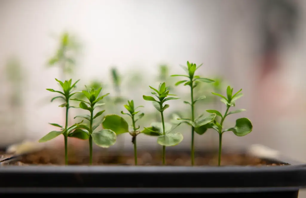 Flax seedlings are grown in a lab and studied on...
