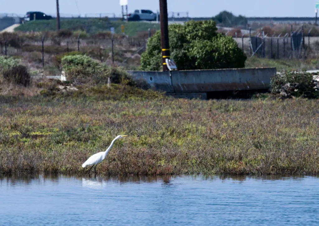 A Great egret looks for lunch in wetlands just outside...
