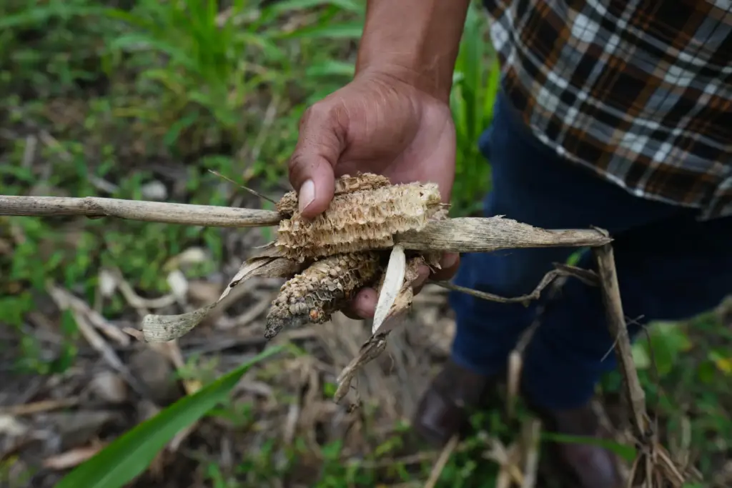Honduras government is attempting cloud seeding for drought relief.