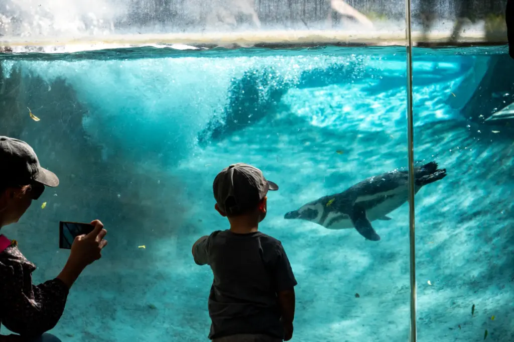 Six Magellanic penguins from the Long Beach Aquarium and SeaWorld...