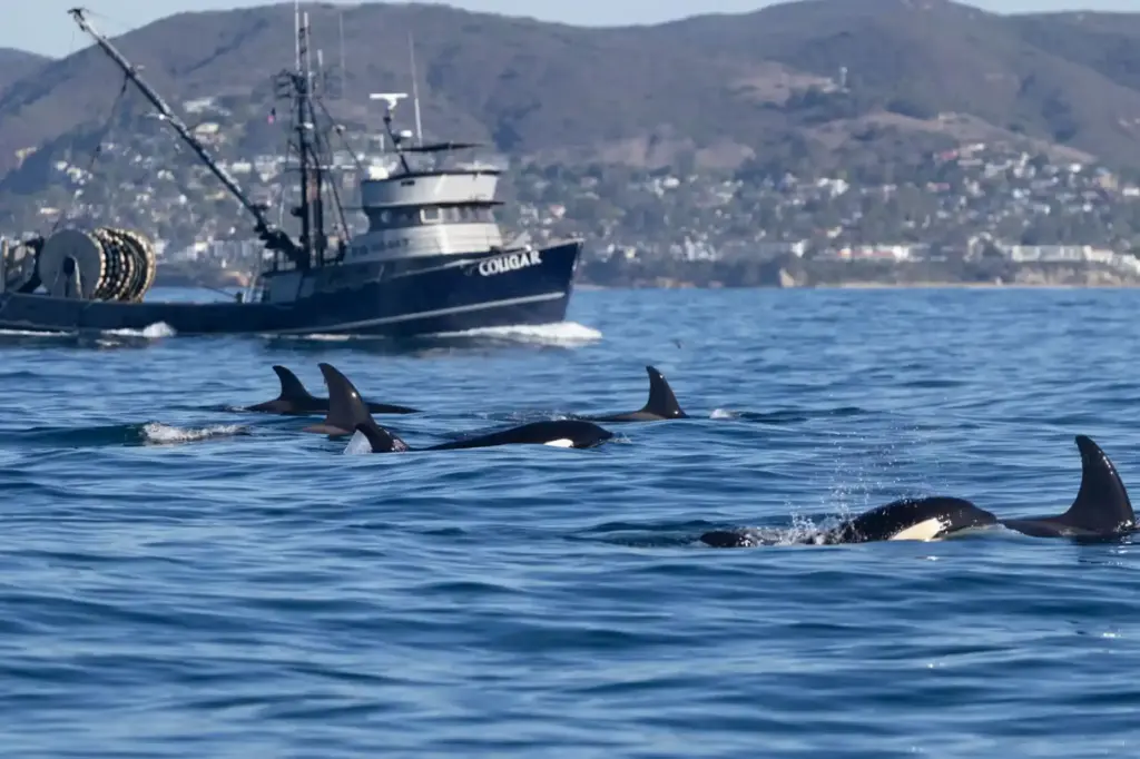 A pod of orcas rarely seen off of Southern California...