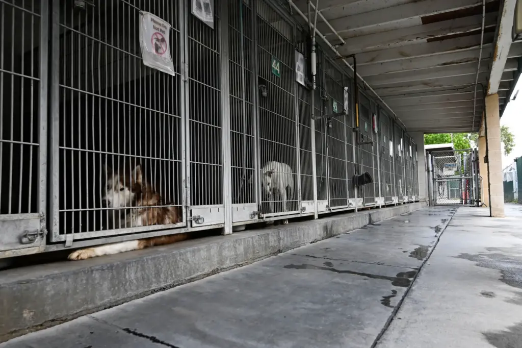 Kennels at San Bernardino Animal Shelter house adoptable dogs on...