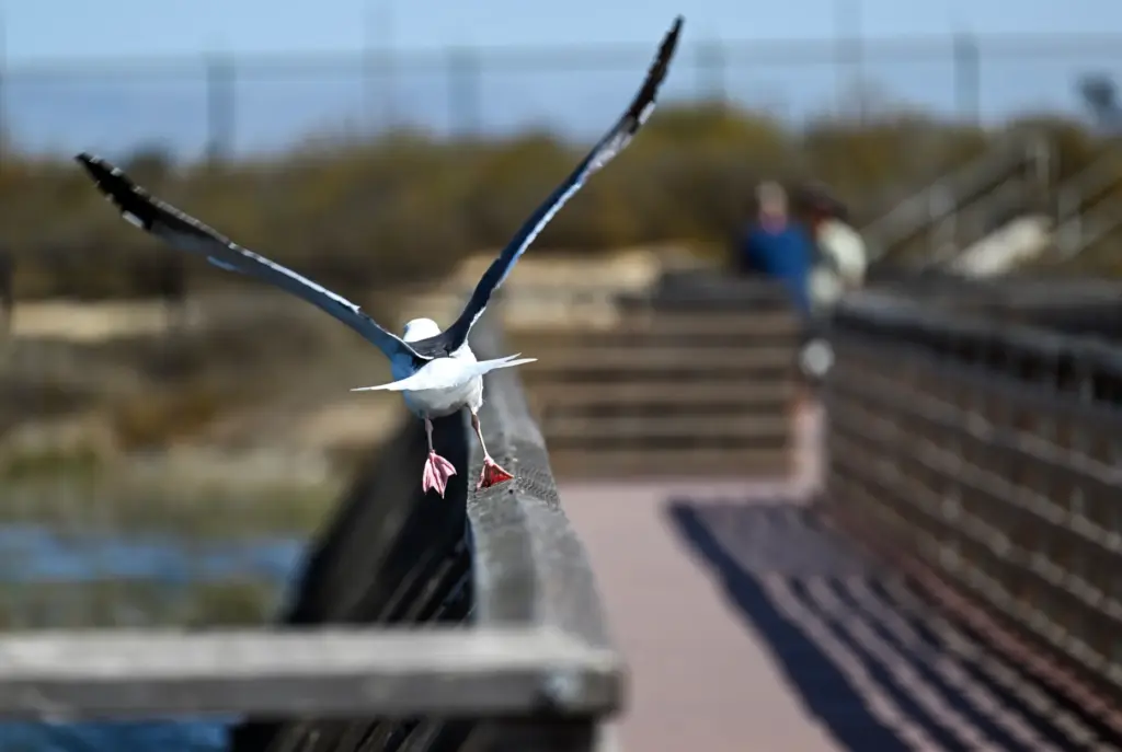 A Western Gull takes off from a bridge at the...