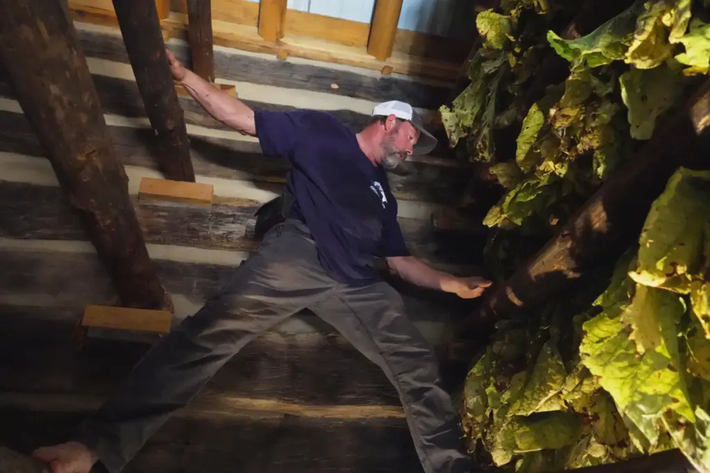 Bobby Wright, with the Oxford Tobacco Research Station, balances between...