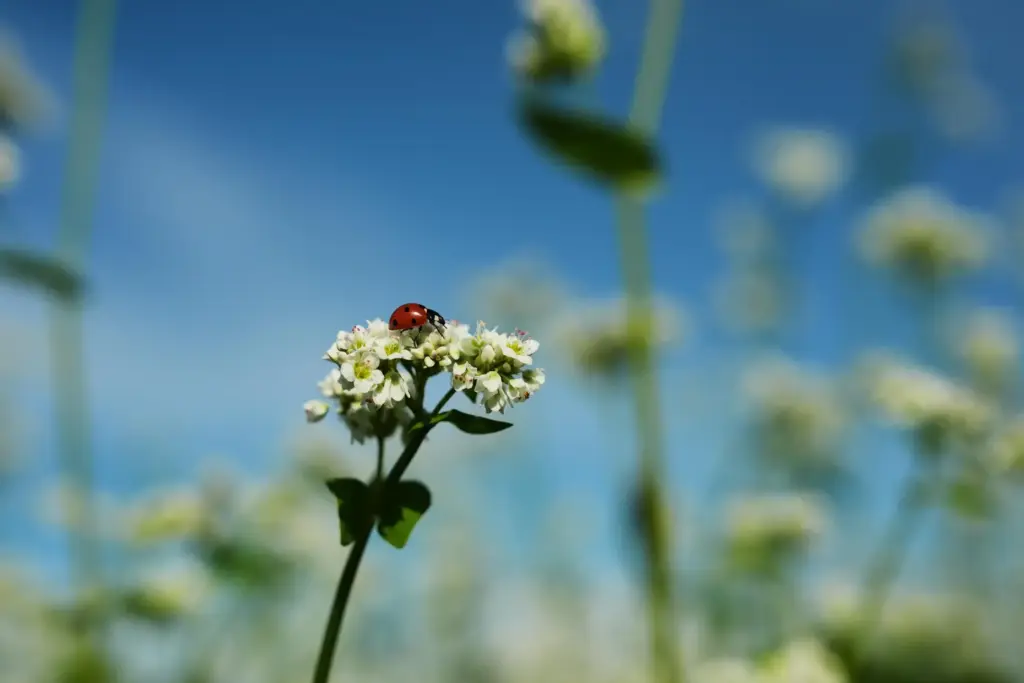 A ladybug rests on buckwheat flowers.