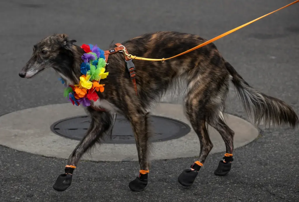 An OC Pride parade dog walks gingerly along the route...