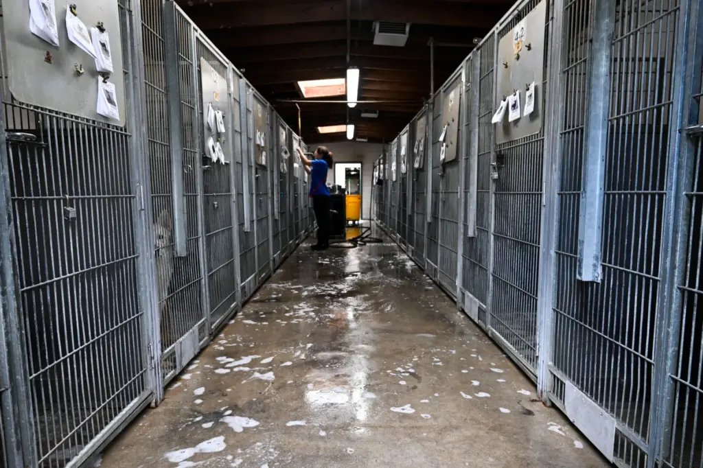 Staff at the San Bernardino Animal Shelter make sure the...