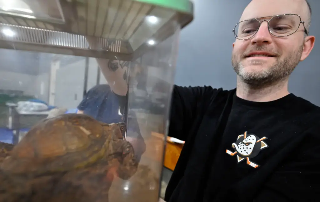 Ryan Zimmerly holds up his 36-year old turtle, âTurdsâ on...
