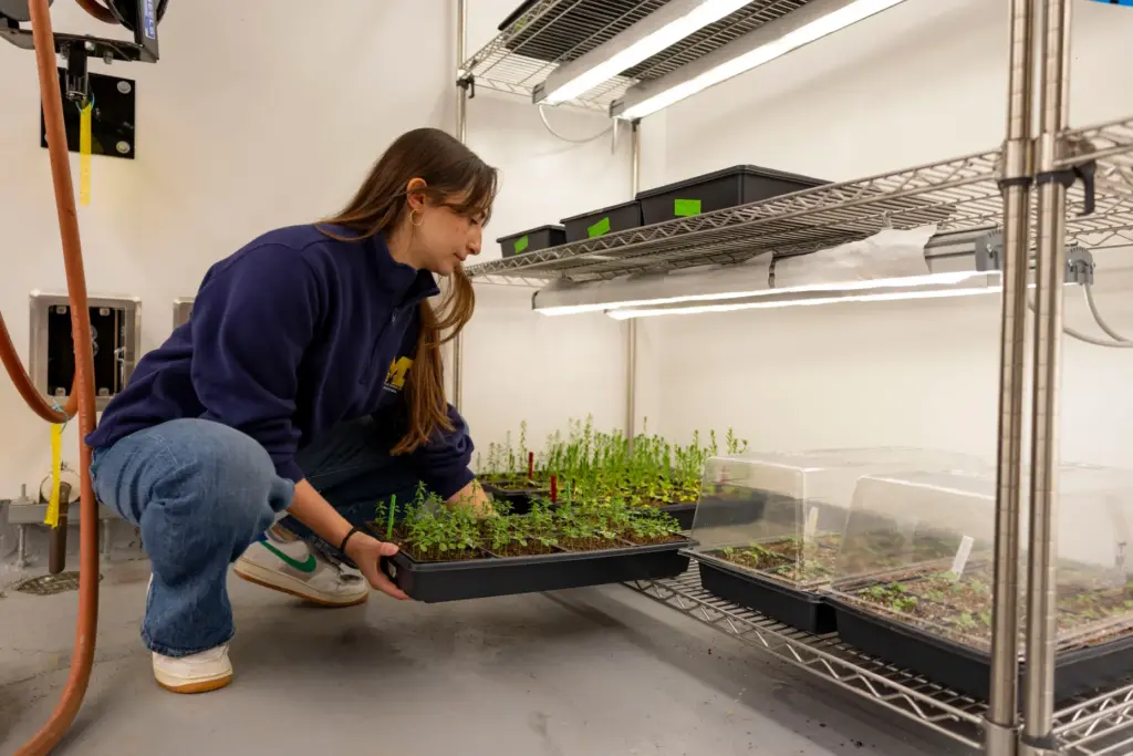 Doctoral student Nadia Hallaj checks on her growth experiments with...