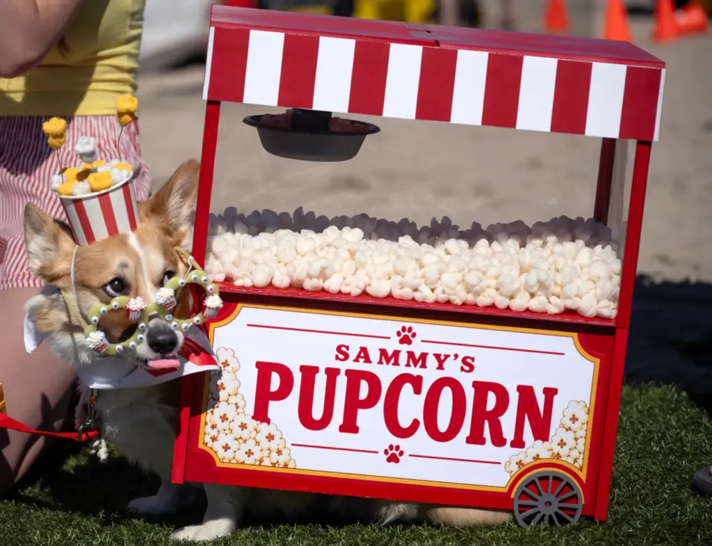 Sammy, owned by Ashley and Ryan Ramey, transforms into a...
