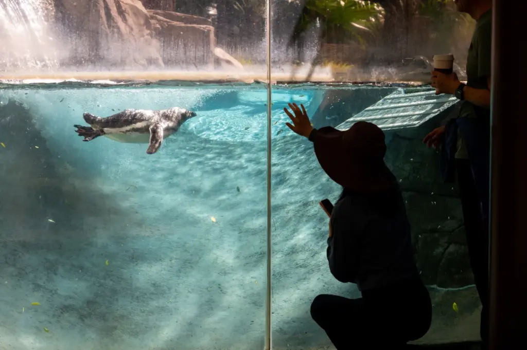 Six Magellanic penguins from the Long Beach Aquarium and SeaWorld...