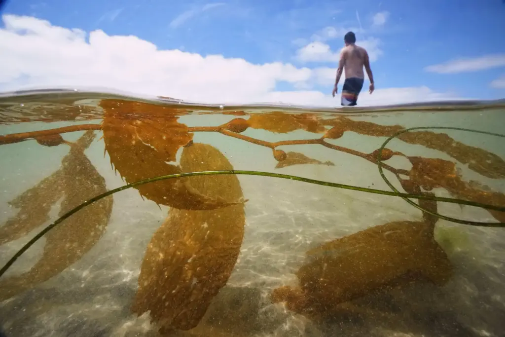 Man going for a swim and kelp in the Pacific Ocean.