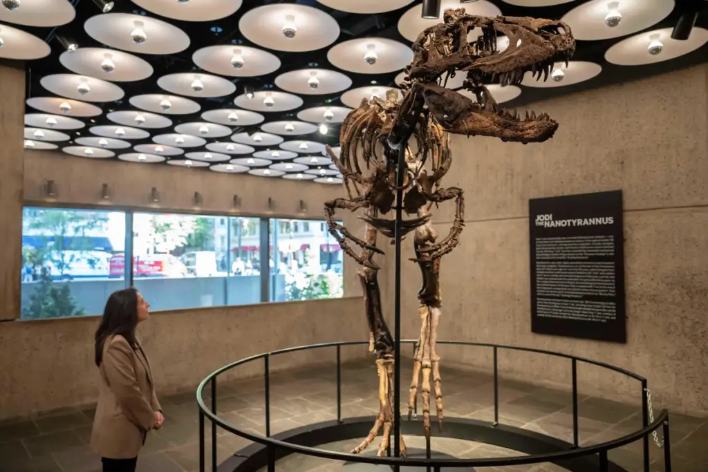 Jodi, a mounted Nanotyrannus skeleton, of the Cretaceous Period, approximately...