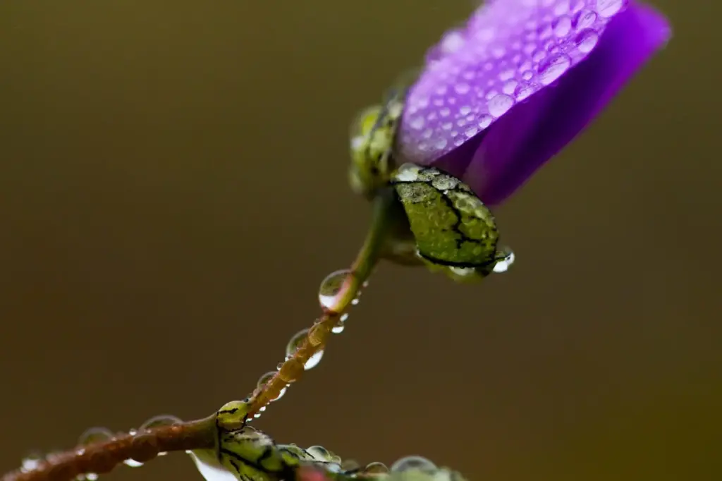 Dew droplets cling to a flower among a carpet of...