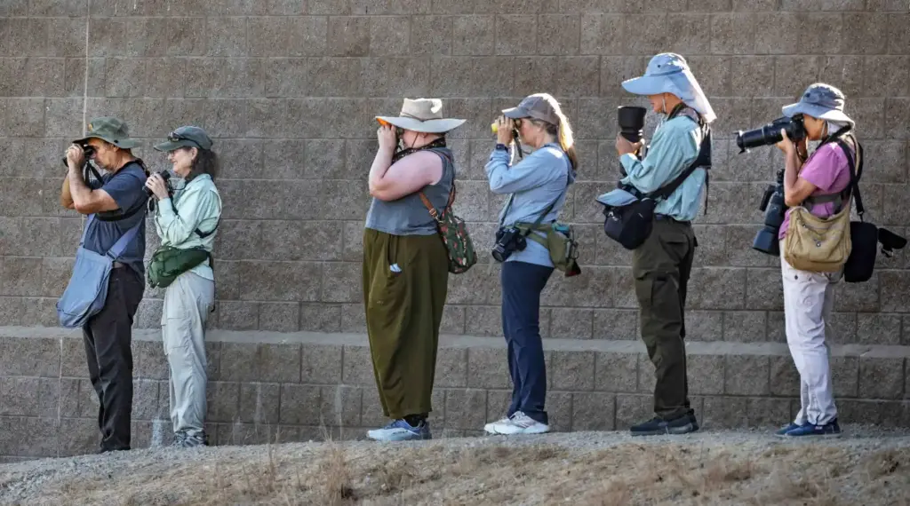 Bird aficionados get a view of the juvenile purple gallinule...