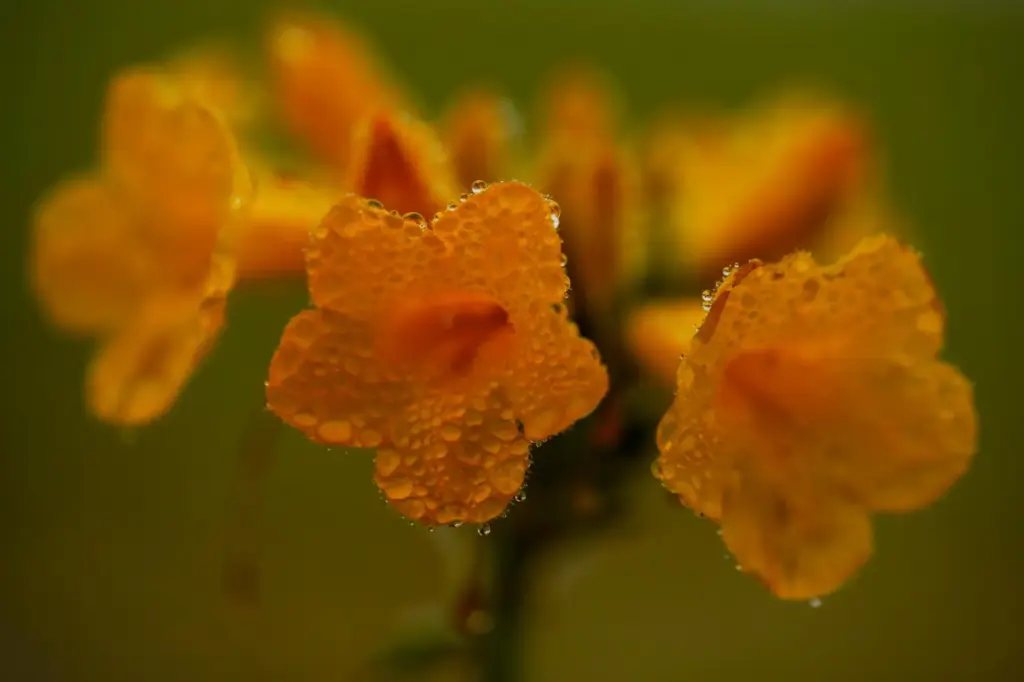 Dew droplets cling to a flower among a carpet of...