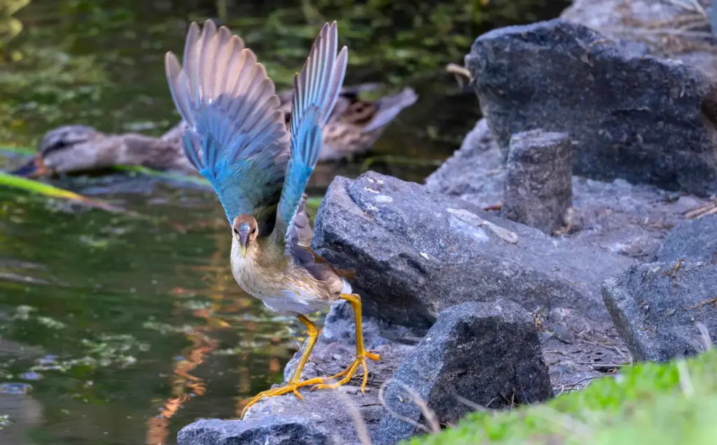 A juvenile purple gallinule makes a rare California appearance at...