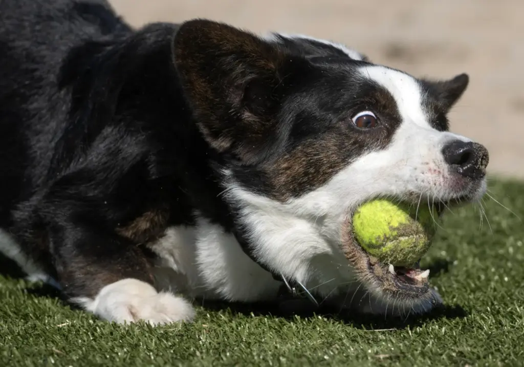 Charlie nabs the ball while competing in the Fetch Fanatic...