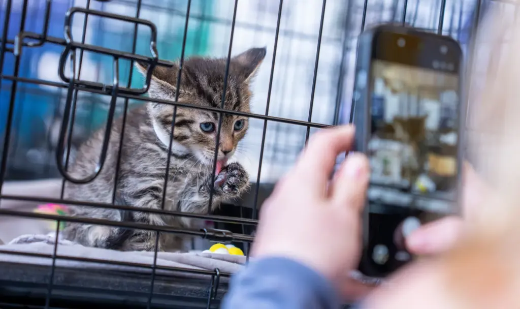 Cassidy Mellott photographs a cat during CatCon at the Pasadena...