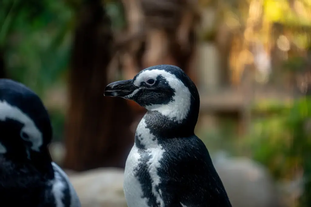 Six Magellanic penguins from the Long Beach Aquarium and SeaWorld...