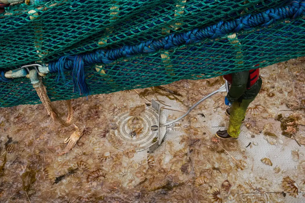 A crew member shovels jellyfish and other bycatch, including a...