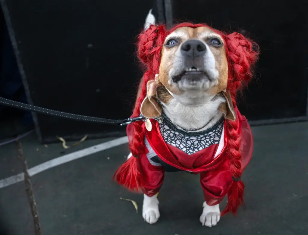 Cassandra, the beagle, is dressed as a Disney Descendants character,...