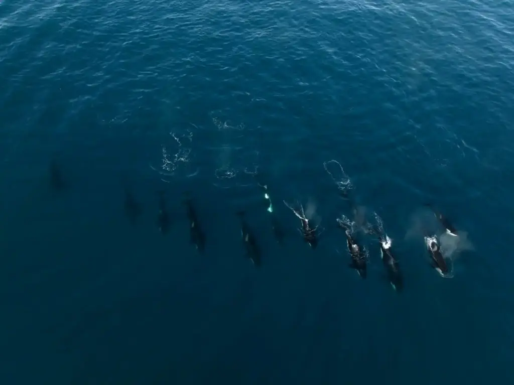 A pod of orcas rarely seen off of Southern California...
