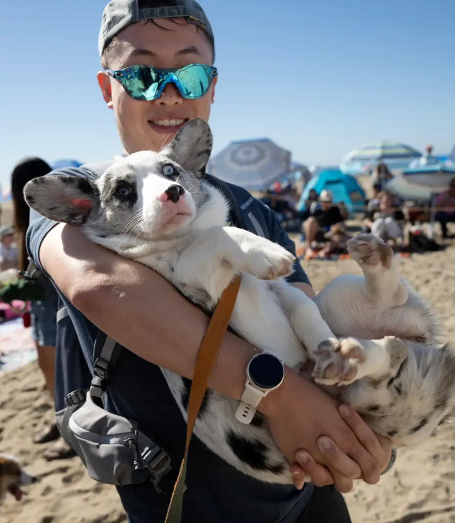 Sunny Tjhin’s dog Luma competes in the Best Cardigan contest...