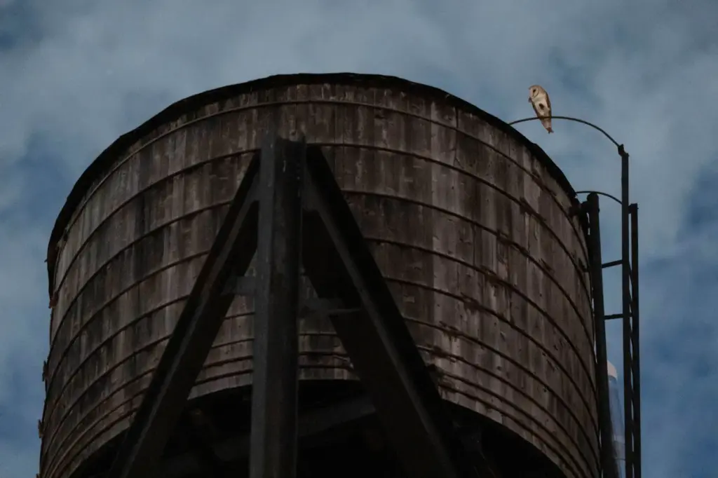 An American Barn Owl sits perched on a water tower...