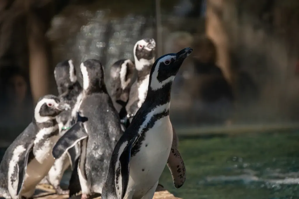 Six Magellanic penguins from the Long Beach Aquarium and SeaWorld...