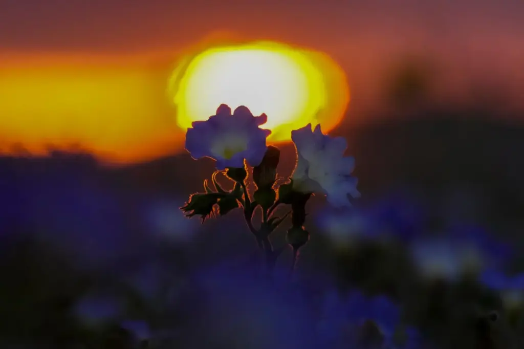 The sun sets behind flowers in a carpet of blooms...