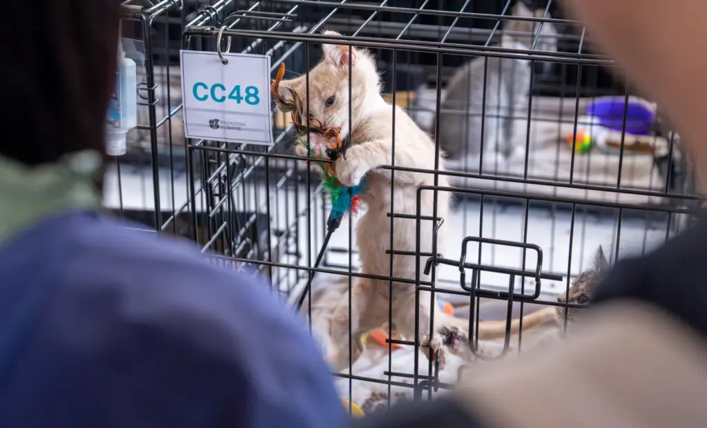Ticket Out, Inc host its annual CatCon convention at the...