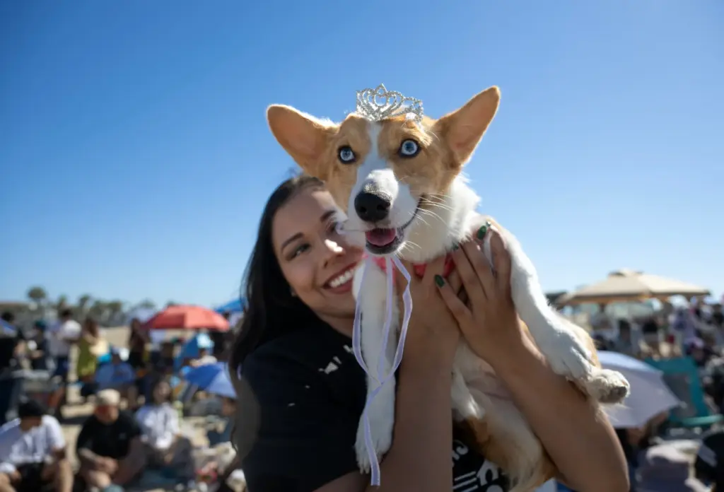 Xochitl Calderonâs dog Bennie competes in the Corgi Beach Day...