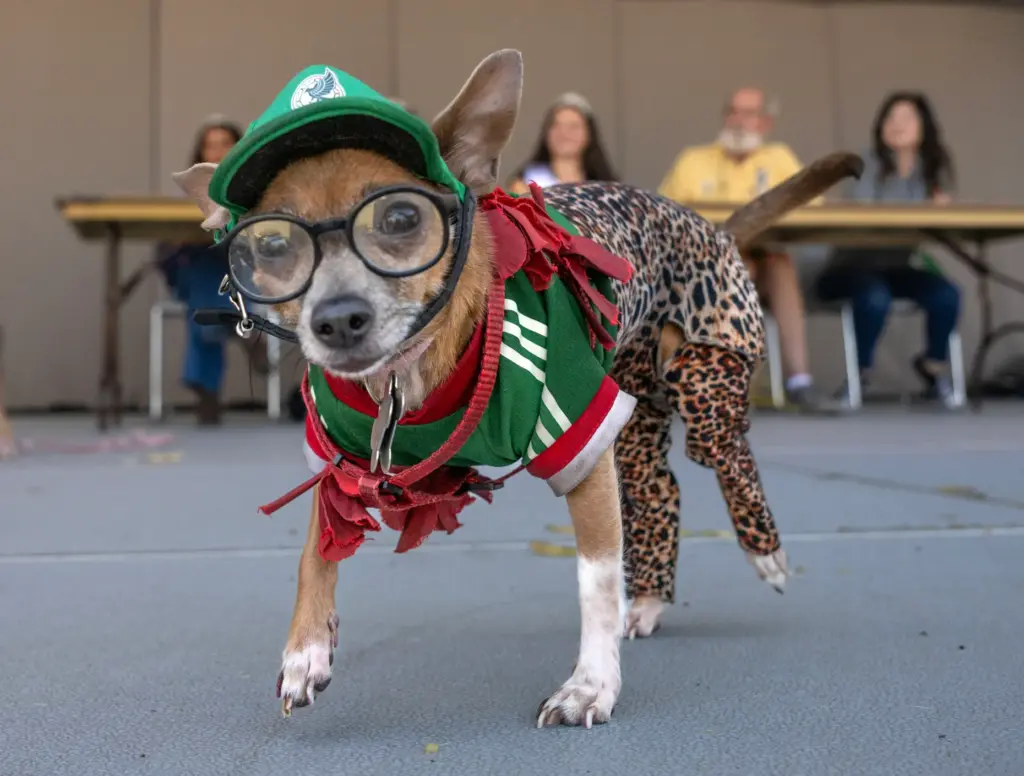 Lulu struts her stuff onstage during the Silverado Days pet...